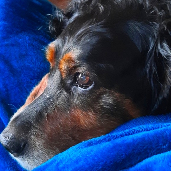 Meet your Posher, Cheryl - Picture 1 of 1